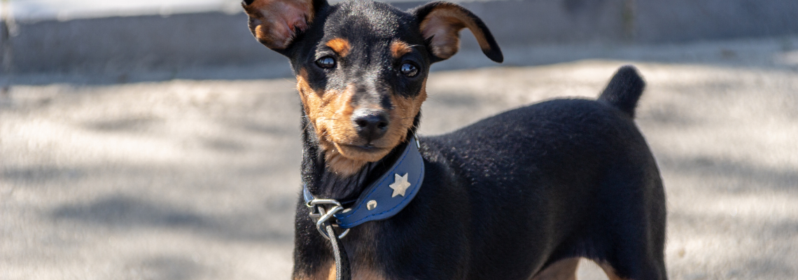 5 Simple Strategies To Train Your Puppy To Accept The Collar And Lead