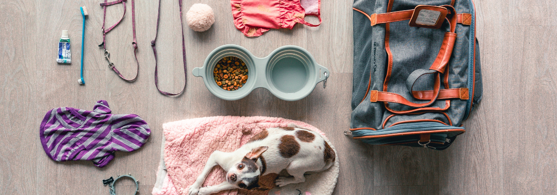 7 Important Pet Accessories You Need Before Bringing Puppy Home