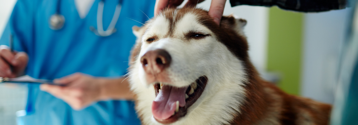 The Pet Care Advantages Of The Microchip For Your Pets