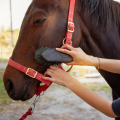 Horse Care and Equipment